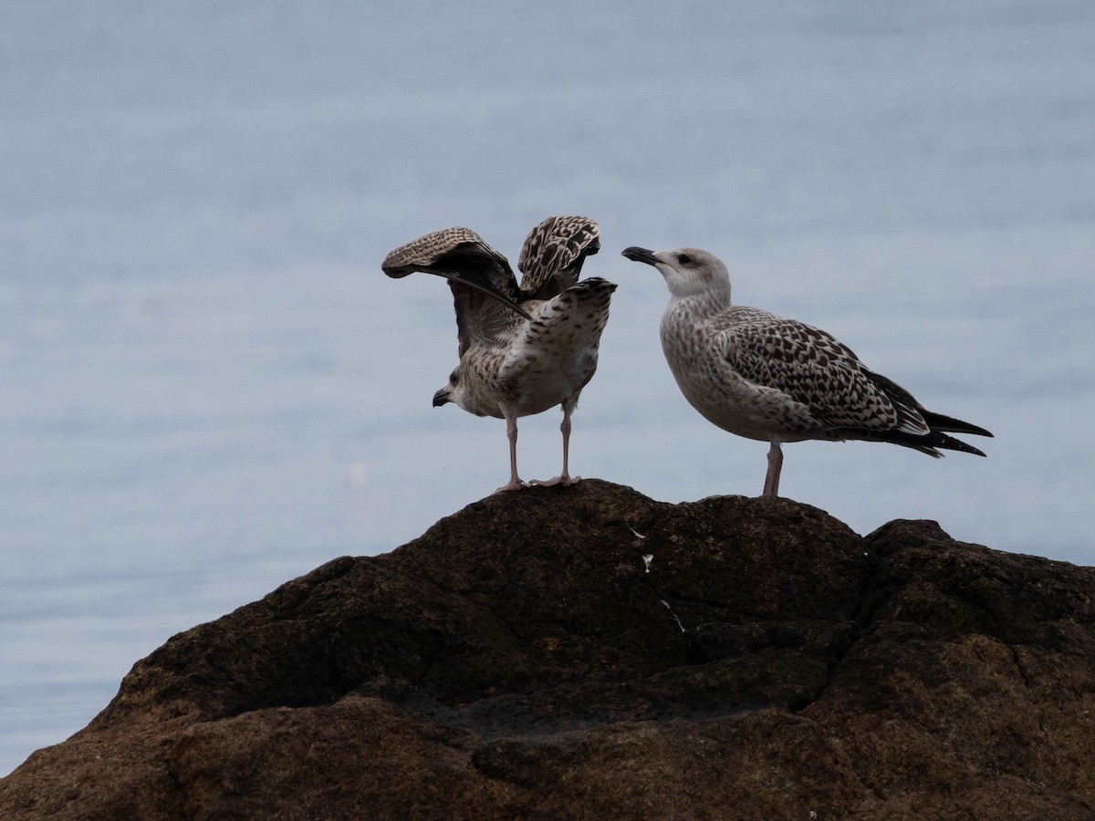 Great Black-backed Gull - ML623653797