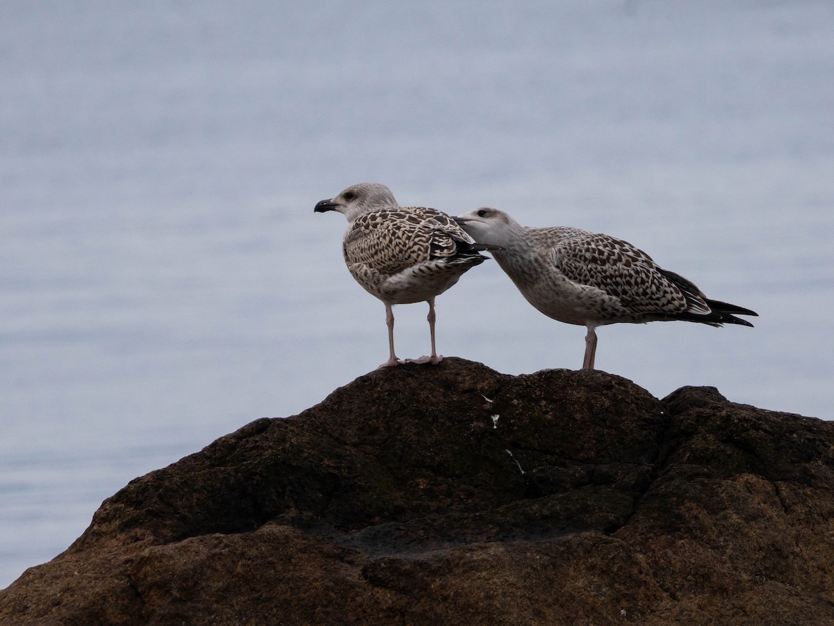 Great Black-backed Gull - ML623653798