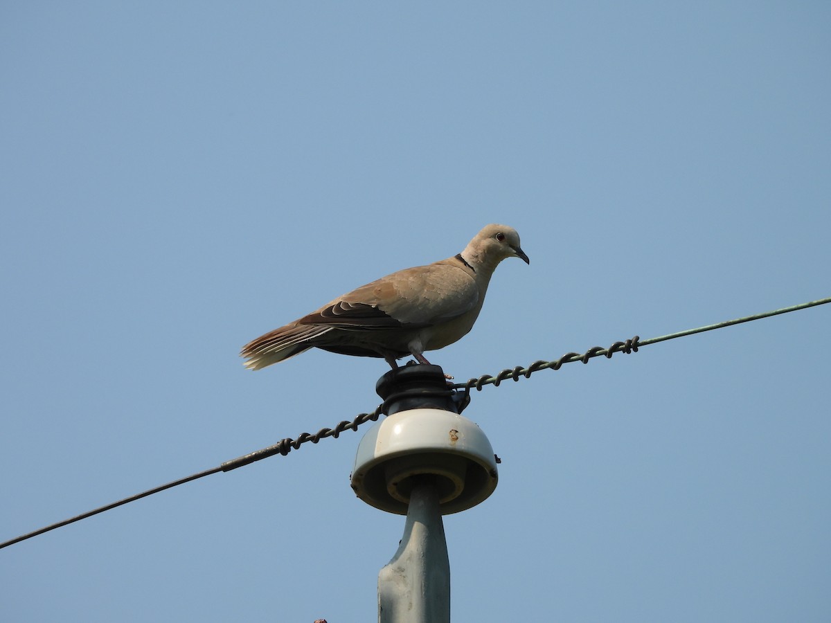 Eurasian Collared-Dove - ML623653842