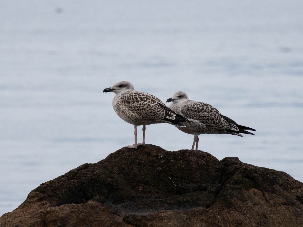 Great Black-backed Gull - ML623653851