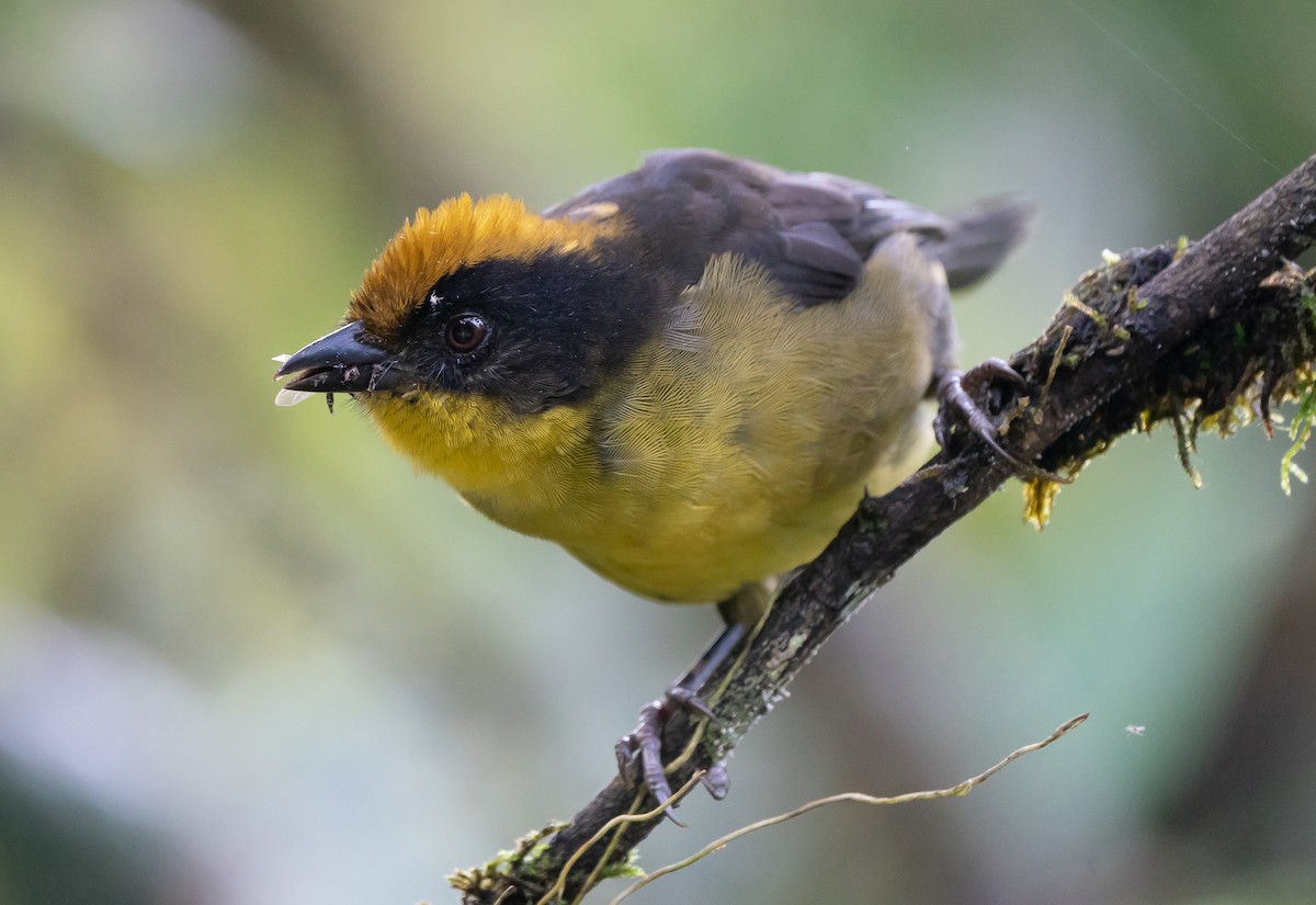 Tricolored Brushfinch - ML623653955