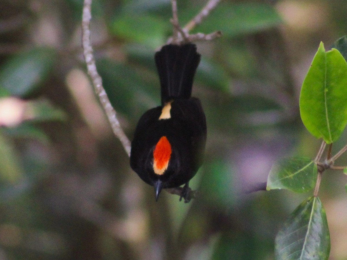 Flame-crested Tanager (Flame-crested) - ML623654011