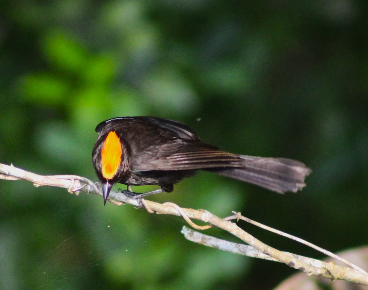 Flame-crested Tanager (Flame-crested) - ML623654012