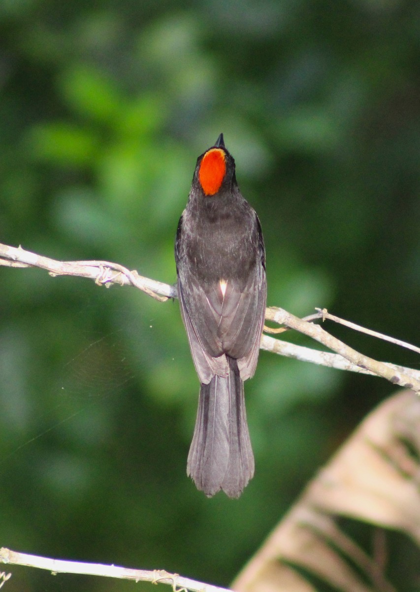 Flame-crested Tanager (Flame-crested) - Pedro Behne