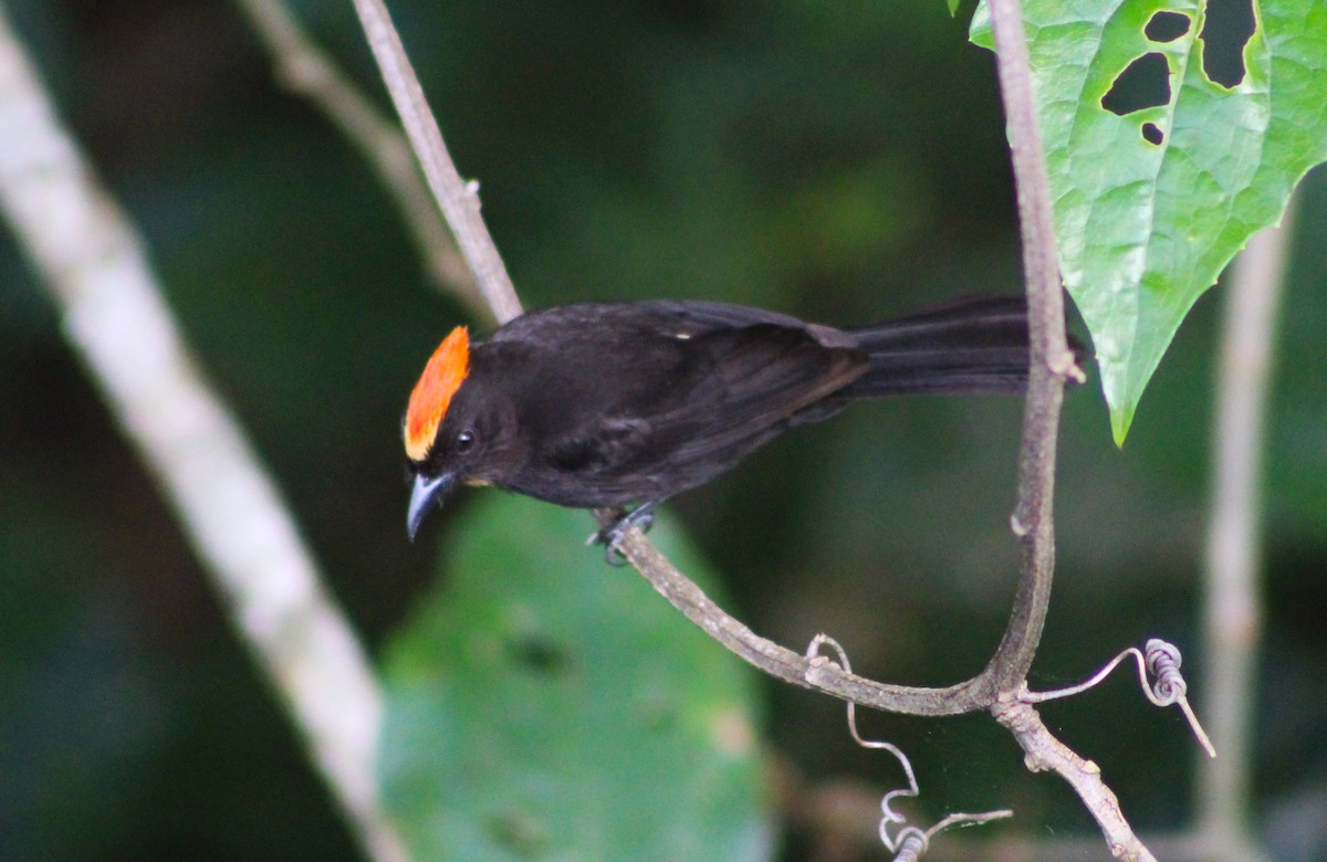 Flame-crested Tanager (Flame-crested) - ML623654014