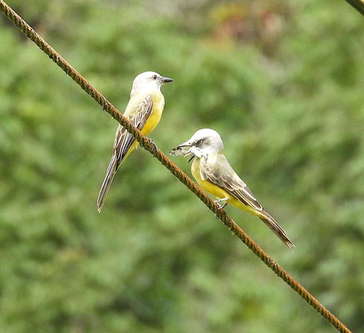 Tropical Kingbird - Karen Carbiener