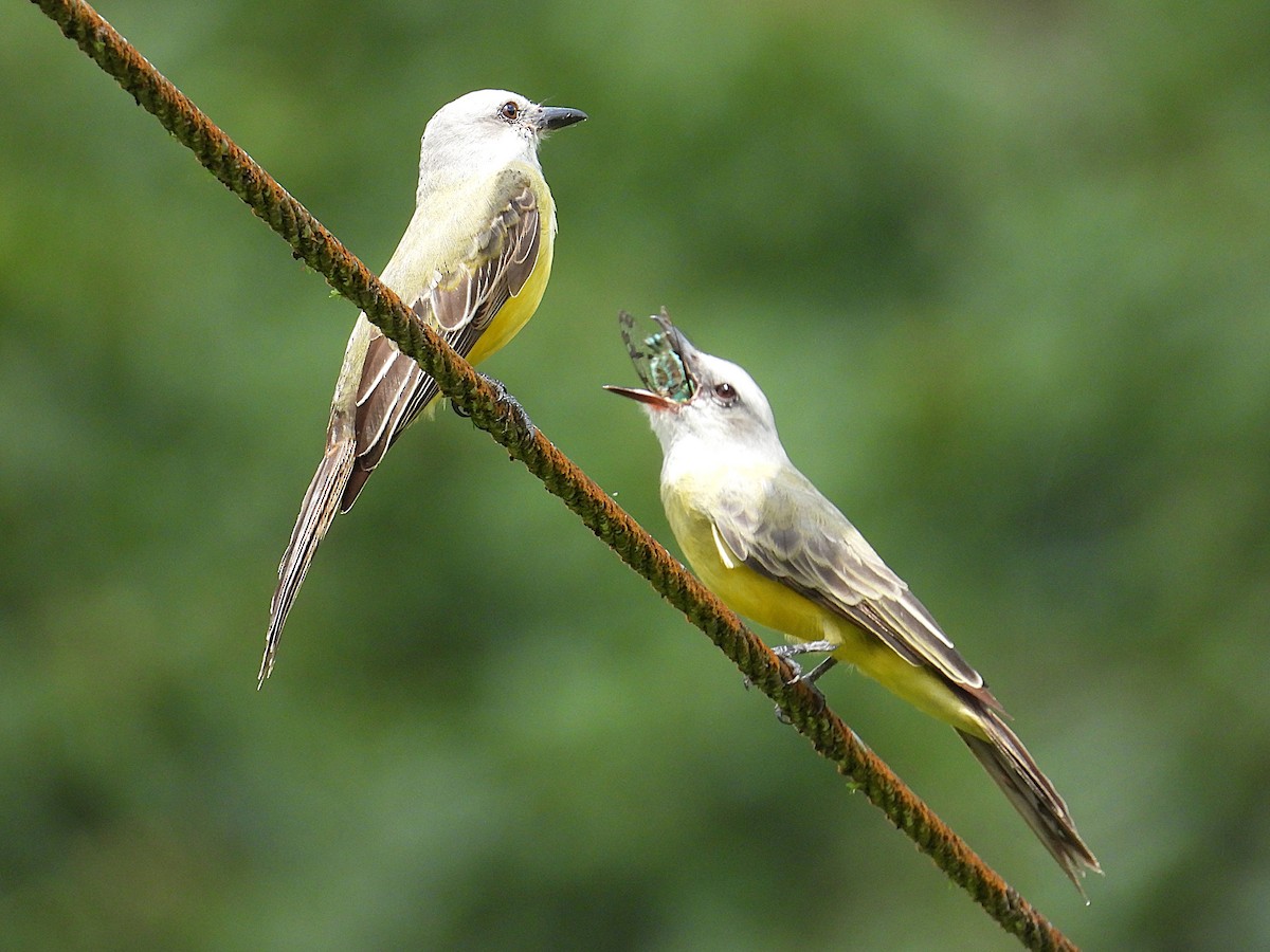 Tropical Kingbird - ML623654019