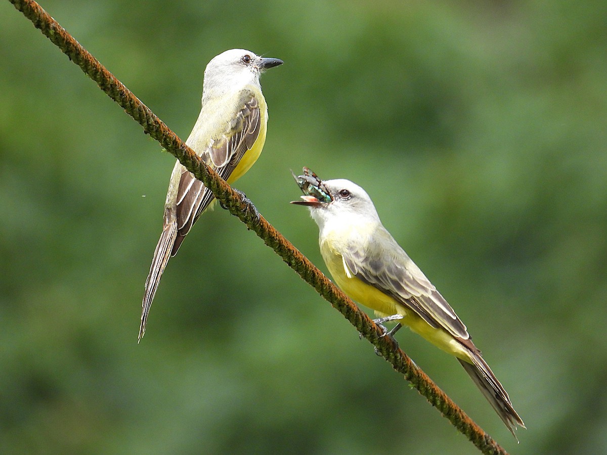 Tropical Kingbird - Karen Carbiener