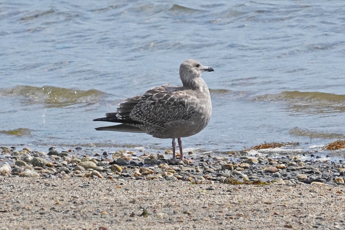 American Herring Gull - ML623654104