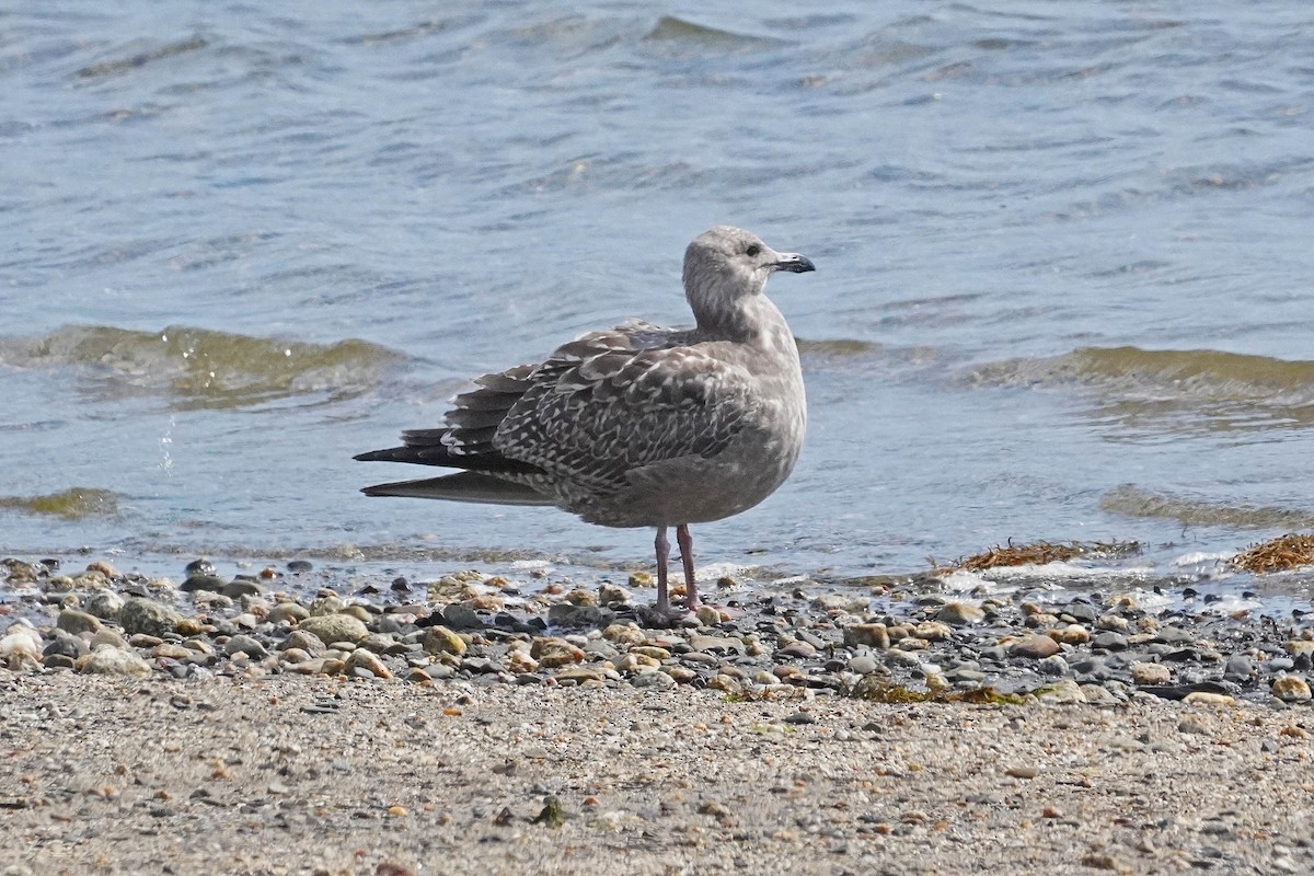 Herring Gull (American) - ML623654104