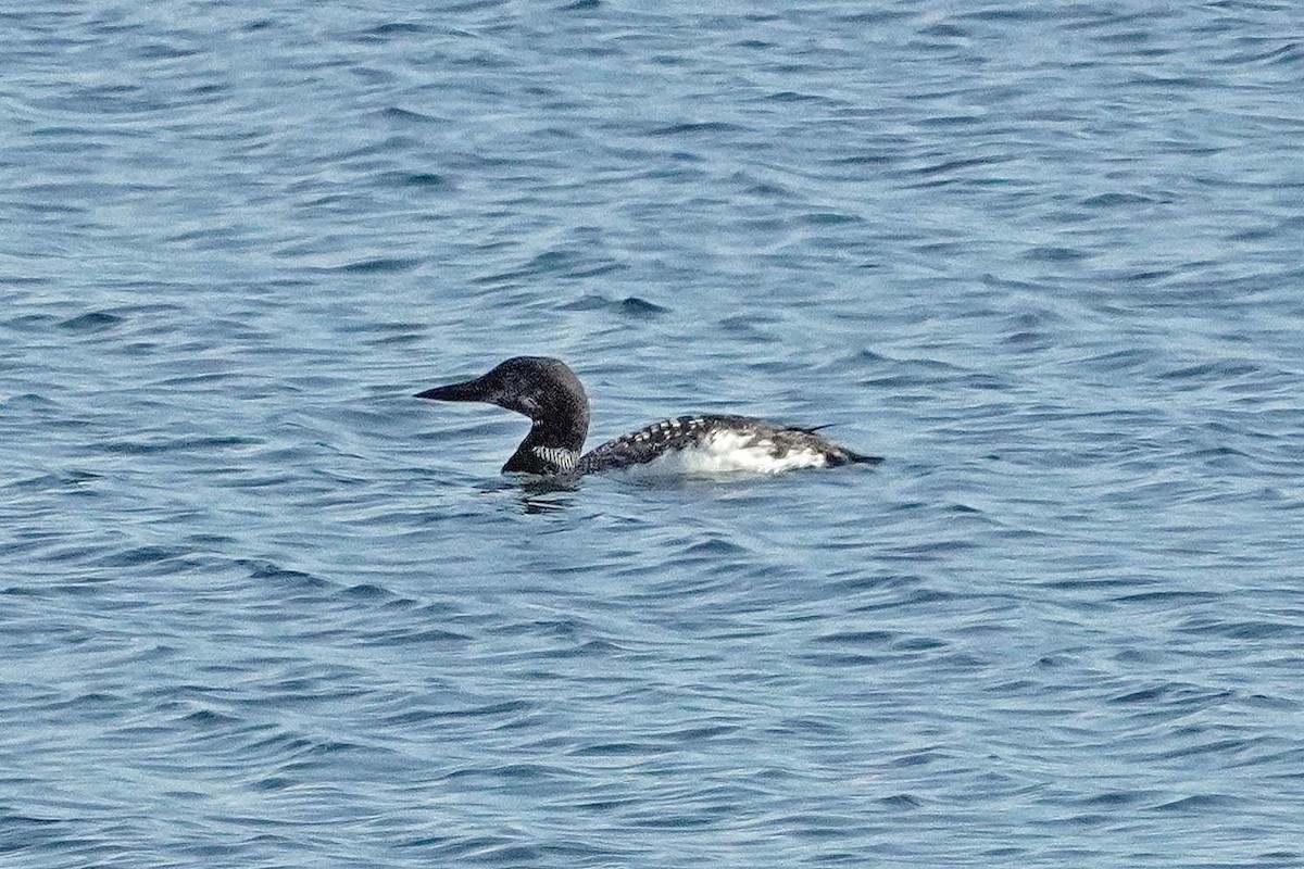 Common Loon - ML623654107