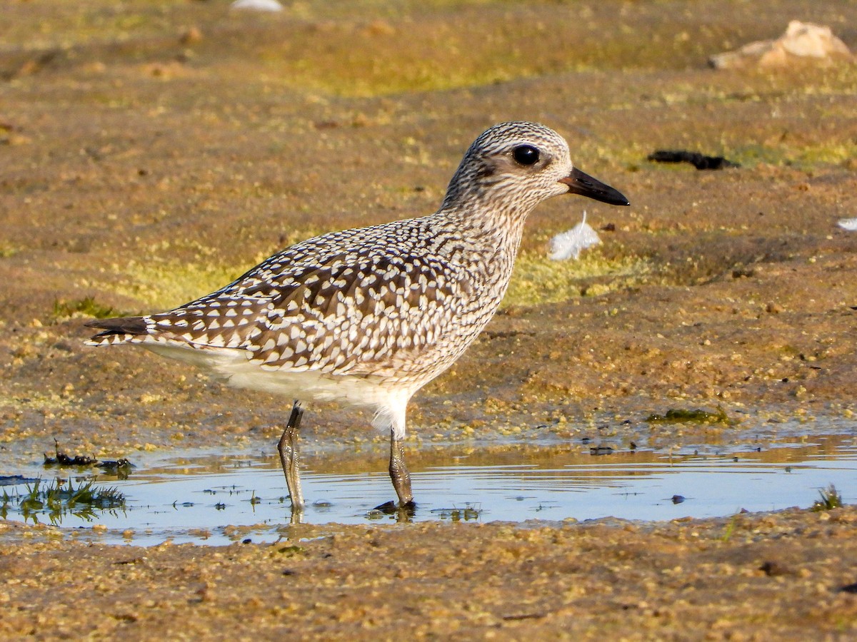 Black-bellied Plover - ML623654112