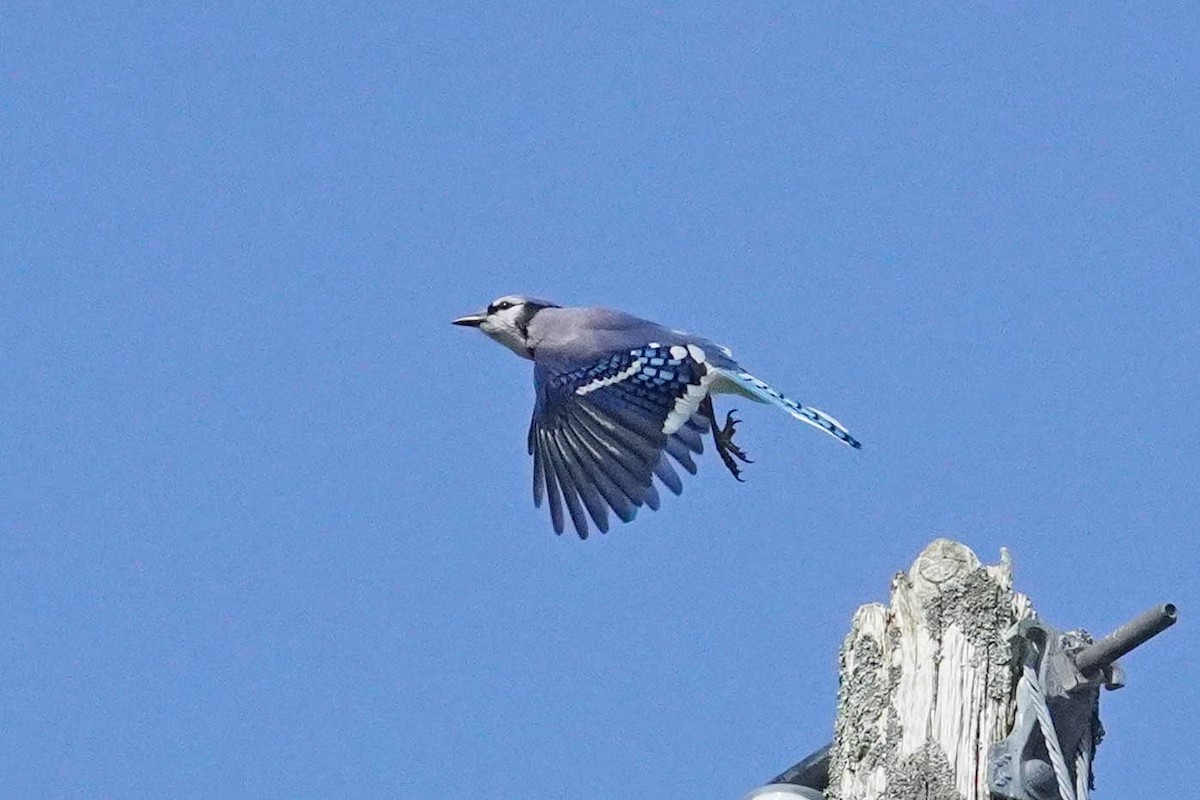 Blue Jay - ML623654115