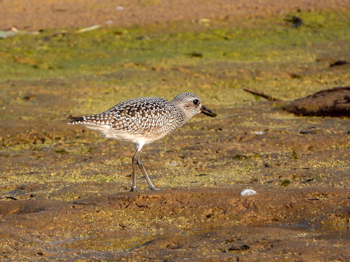 Black-bellied Plover - ML623654119