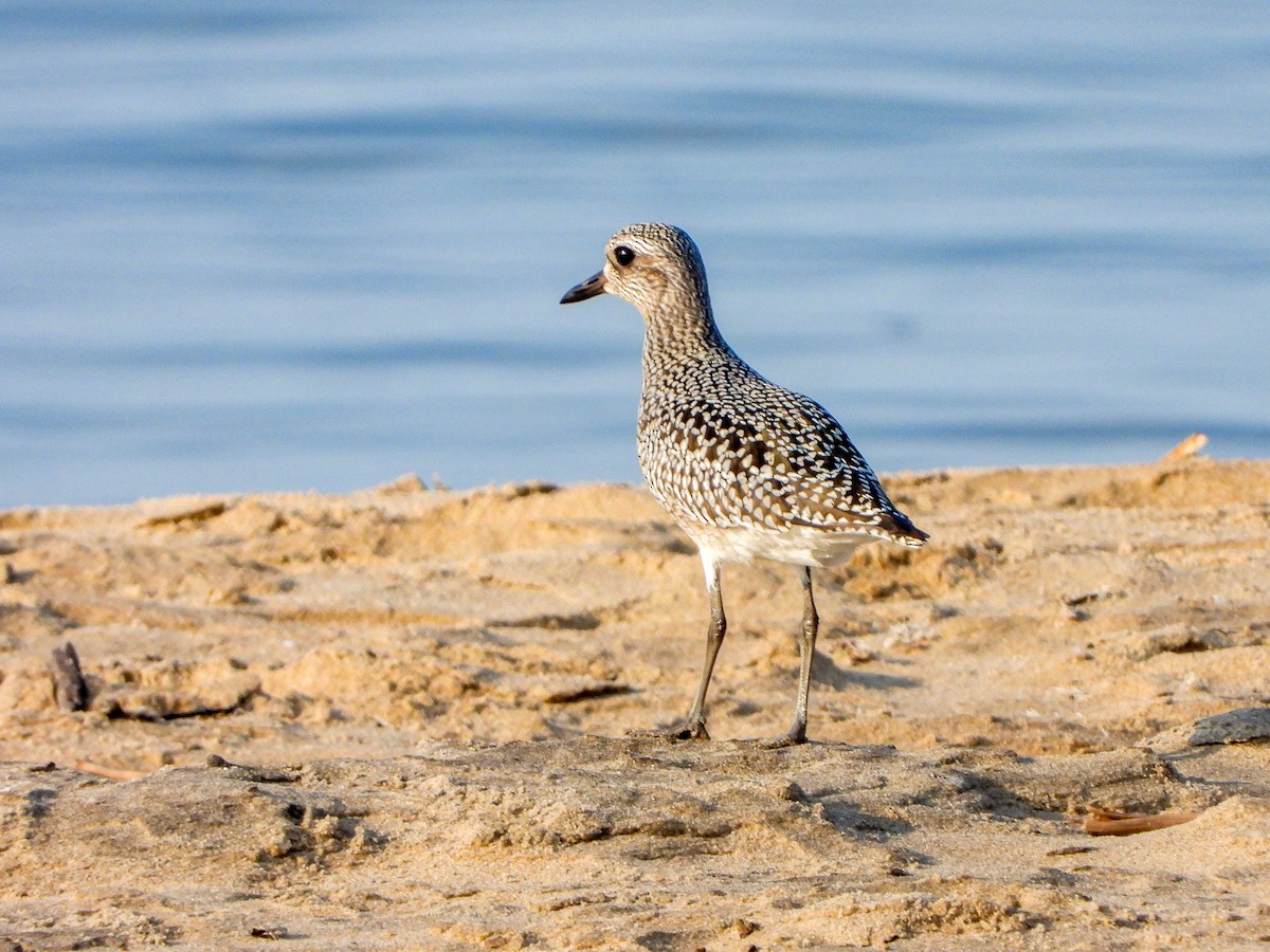 Black-bellied Plover - ML623654127