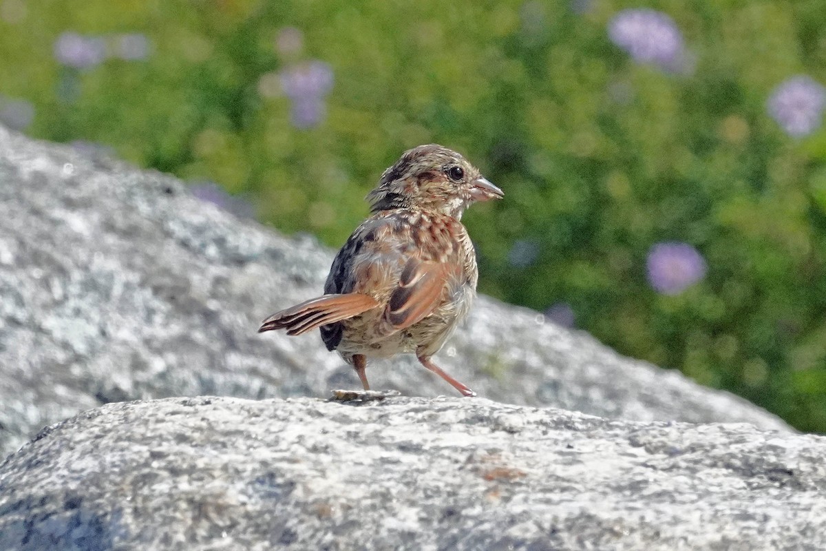 Song Sparrow - ML623654128