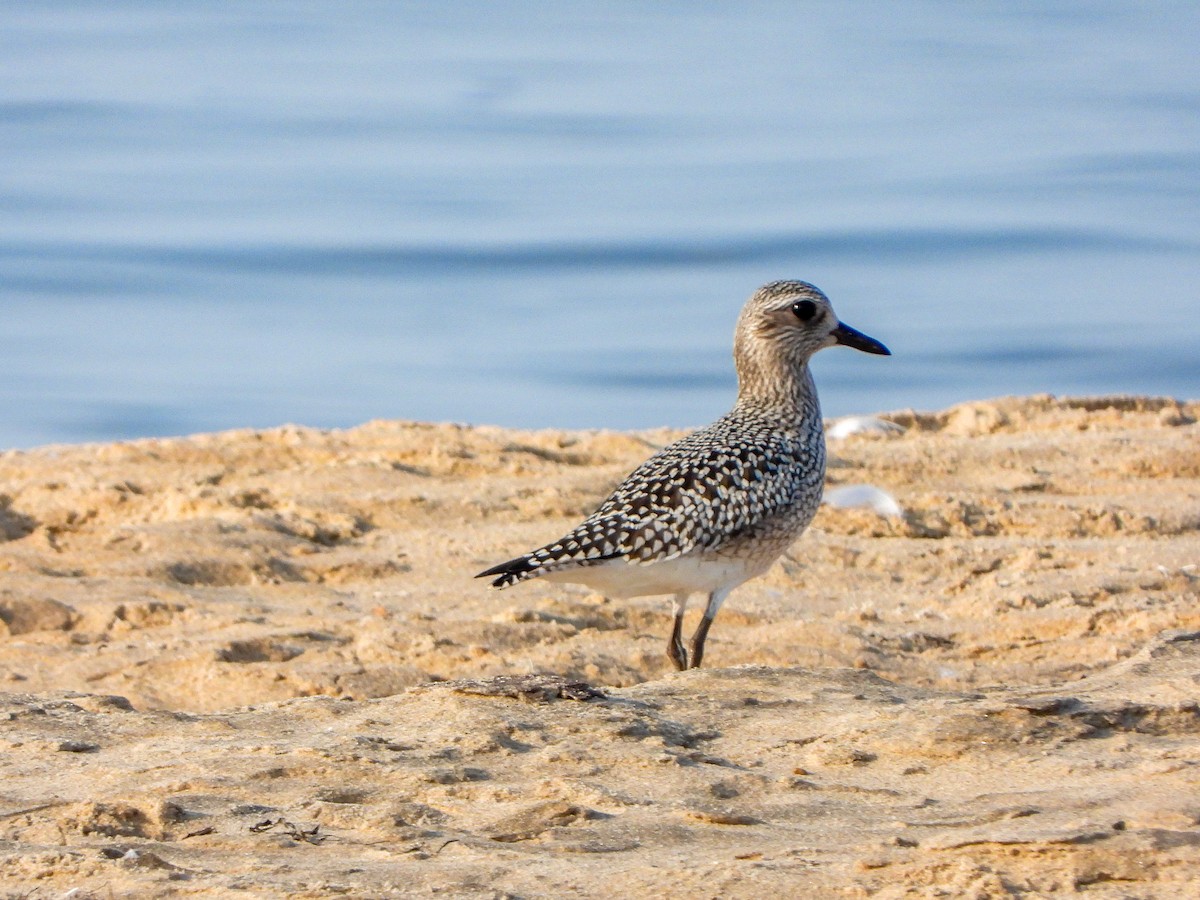 Black-bellied Plover - ML623654129