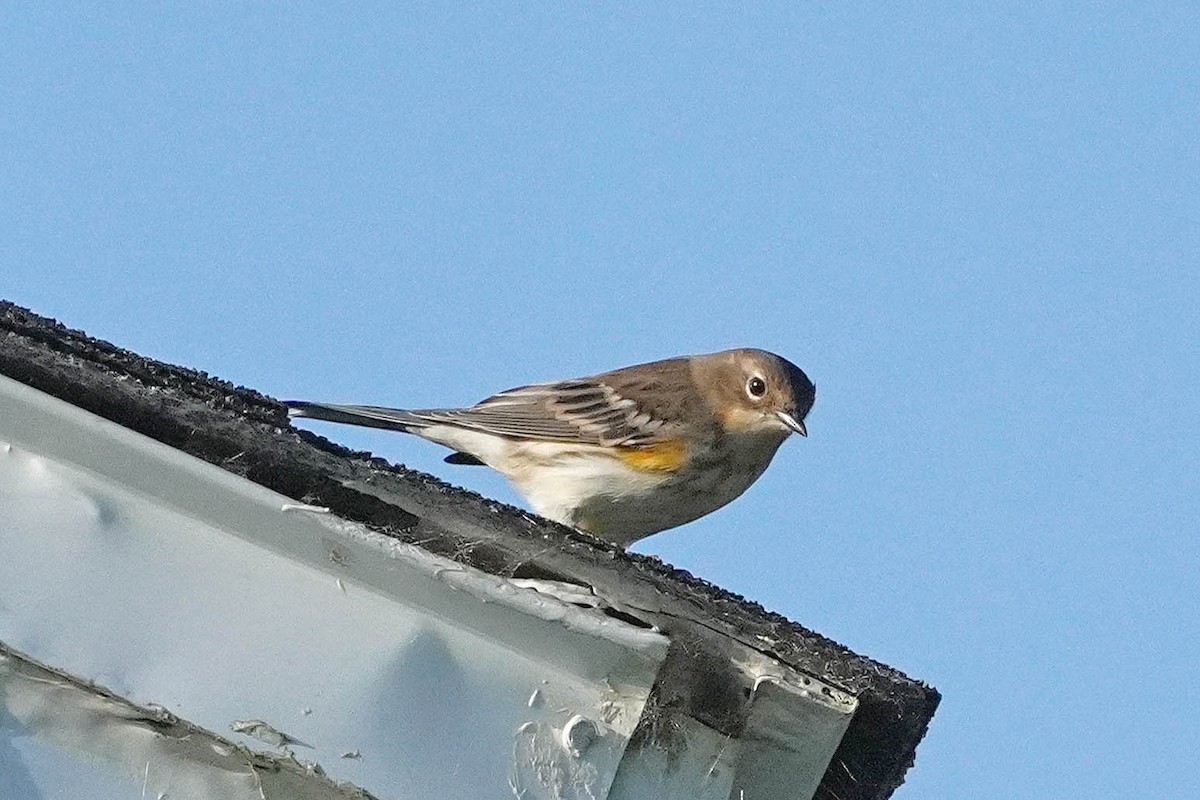 Yellow-rumped Warbler - ML623654138