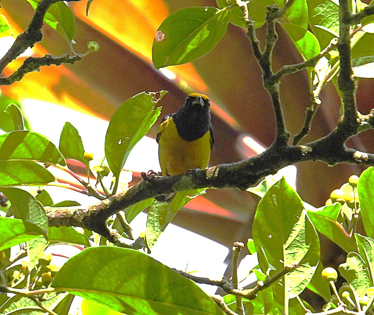 Fulvous-vented Euphonia - ML623654150