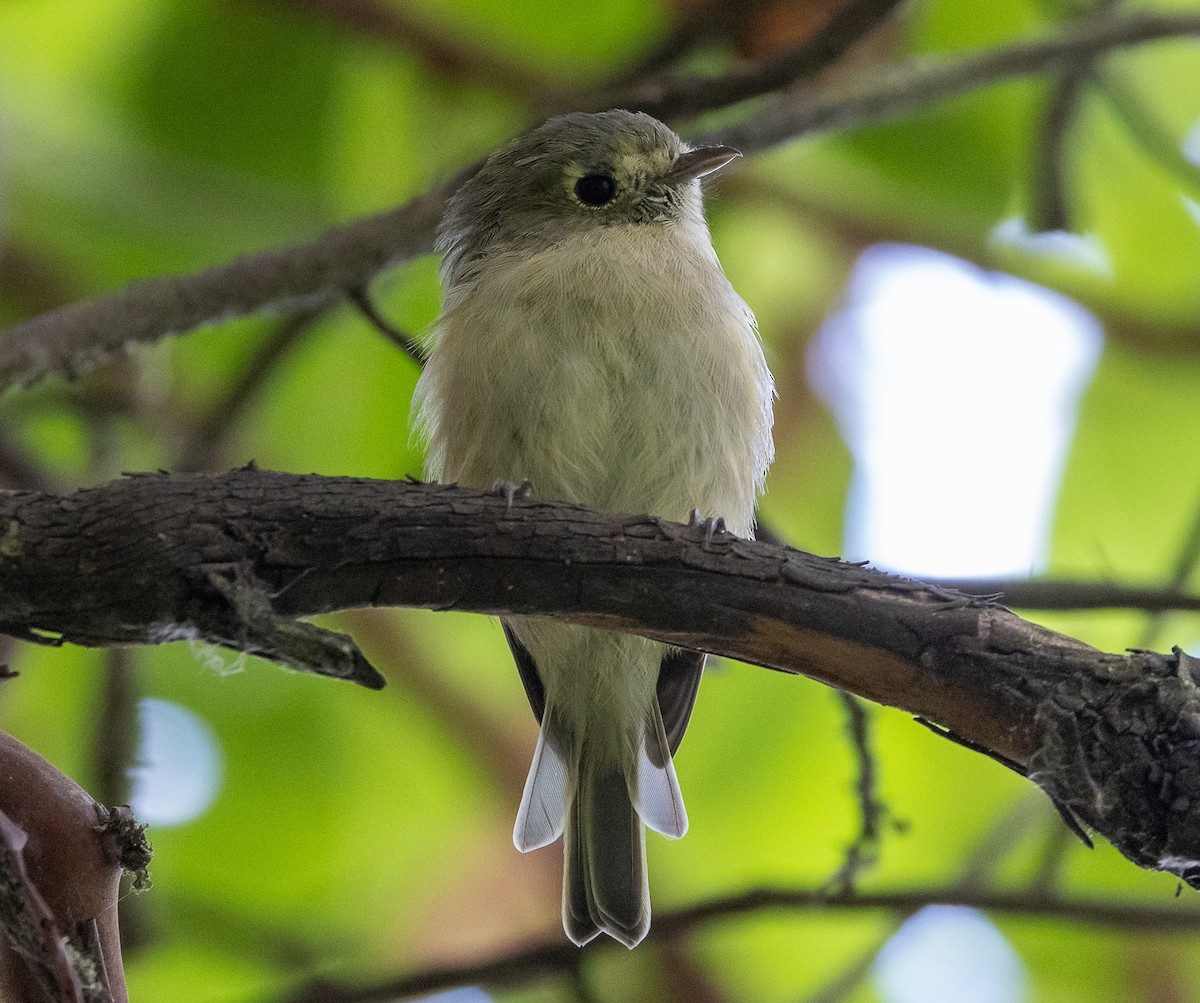 Vireo de Hutton - ML623654242