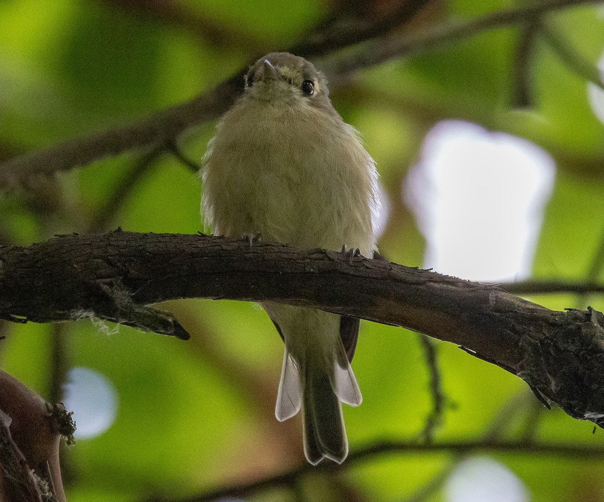 Hutton's Vireo - ML623654244