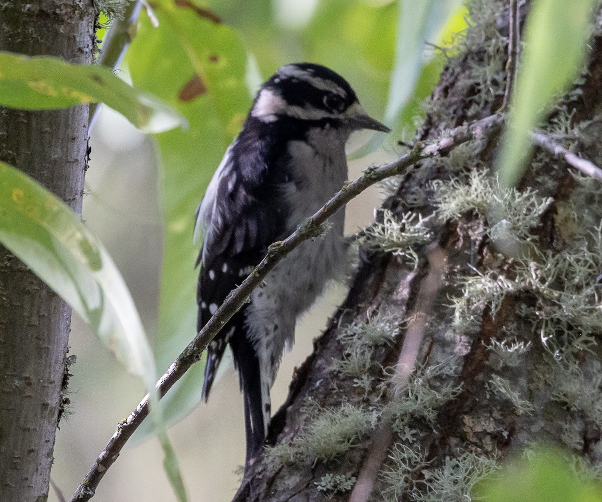 Downy Woodpecker - ML623654251