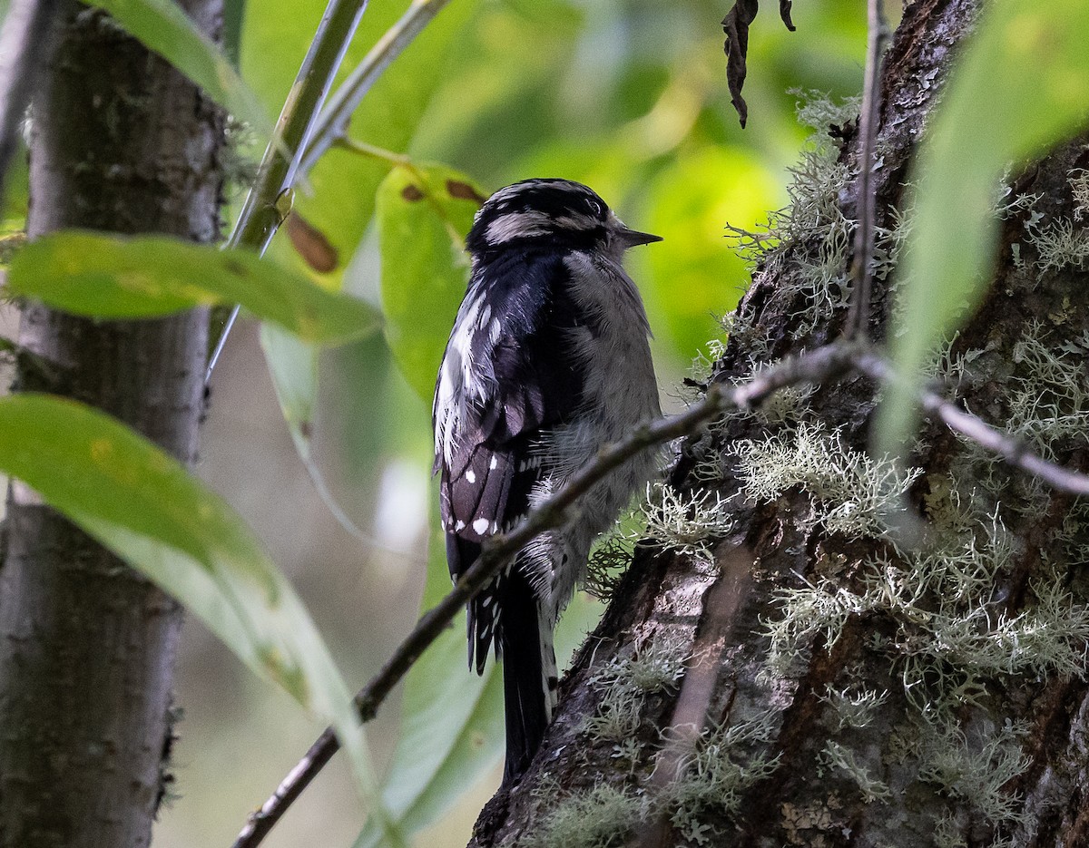 Downy Woodpecker - Greg Harrington