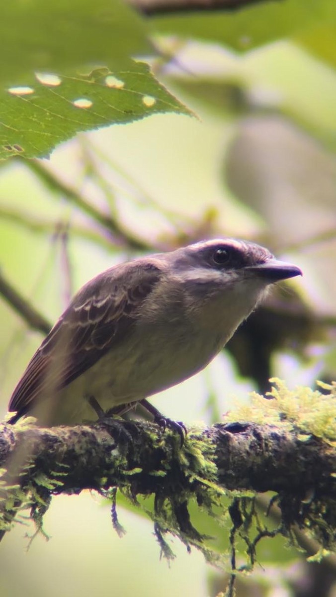 Golden-bellied Flycatcher - ML623654332