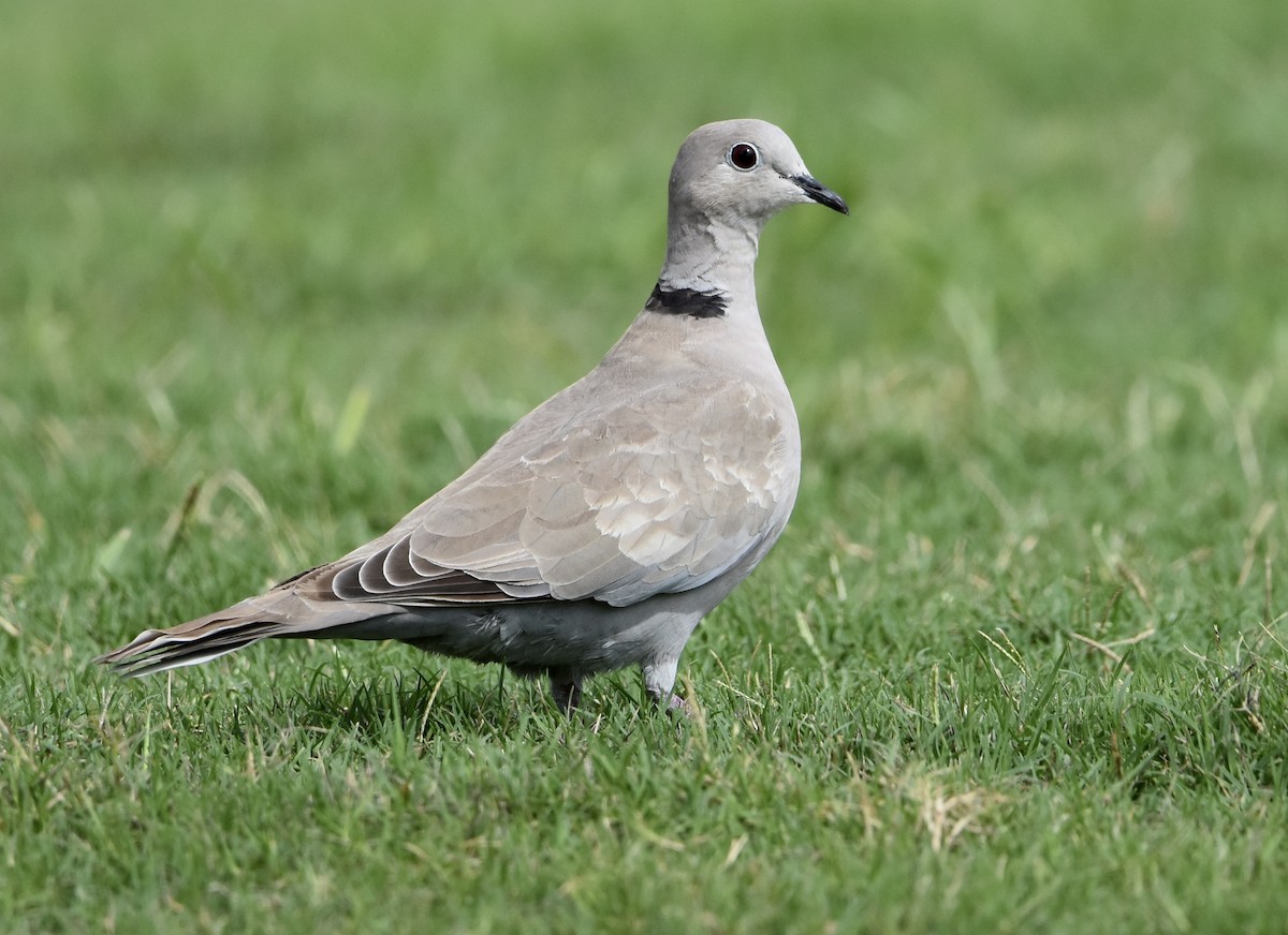 Eurasian Collared-Dove - ML623654333