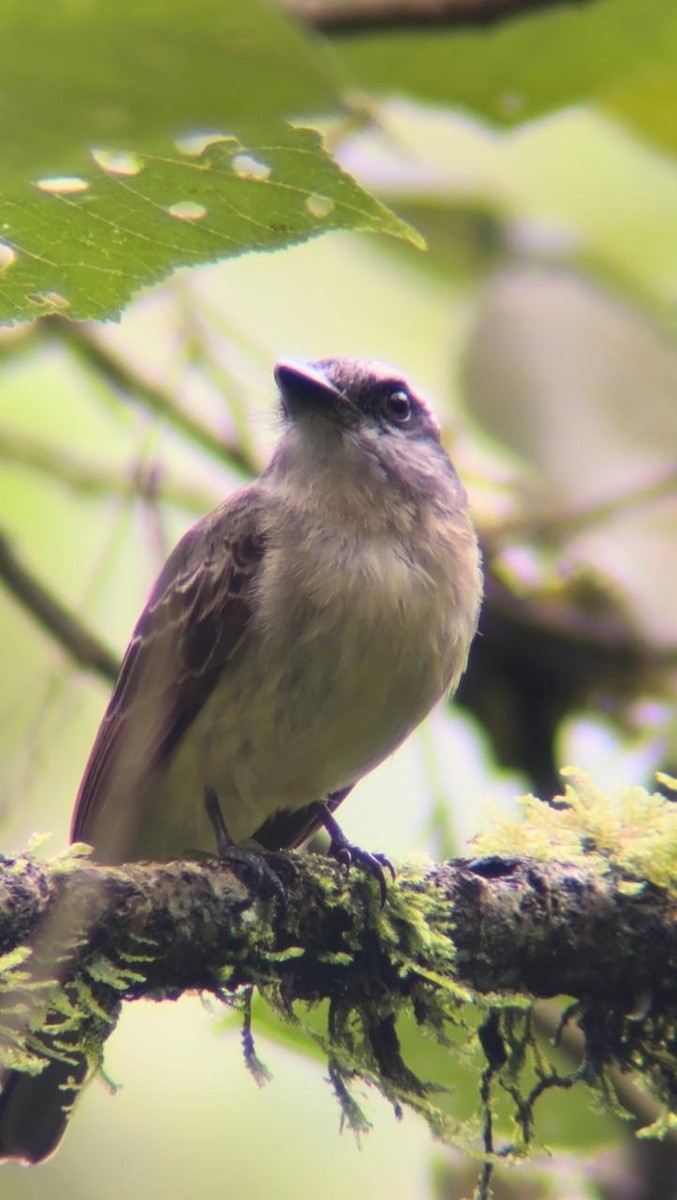 Golden-bellied Flycatcher - ML623654338