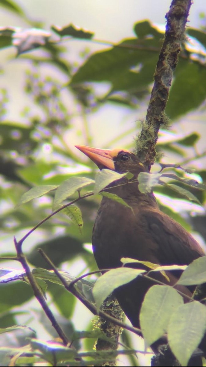 Russet-backed Oropendola - ML623654351