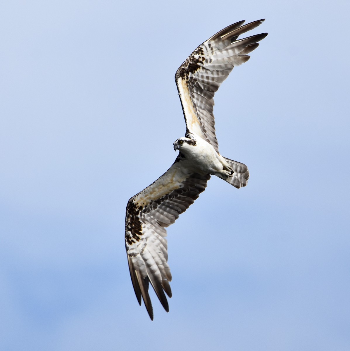 Osprey - ML623654352