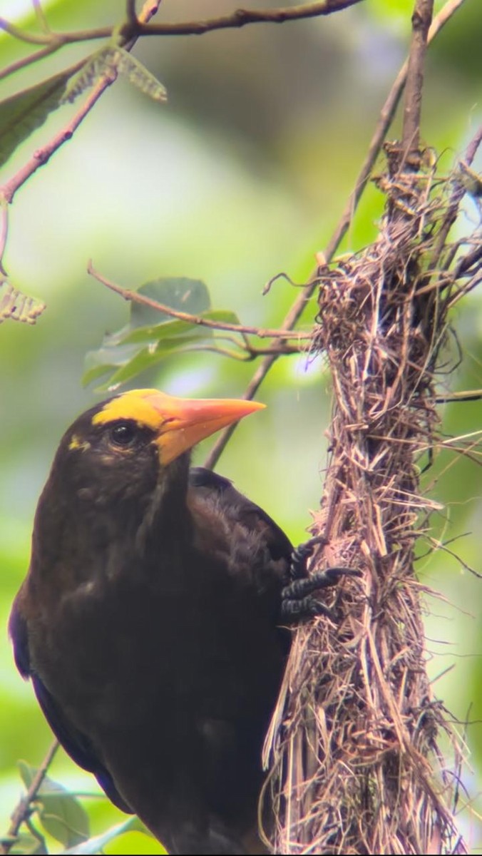 Russet-backed Oropendola - ML623654353