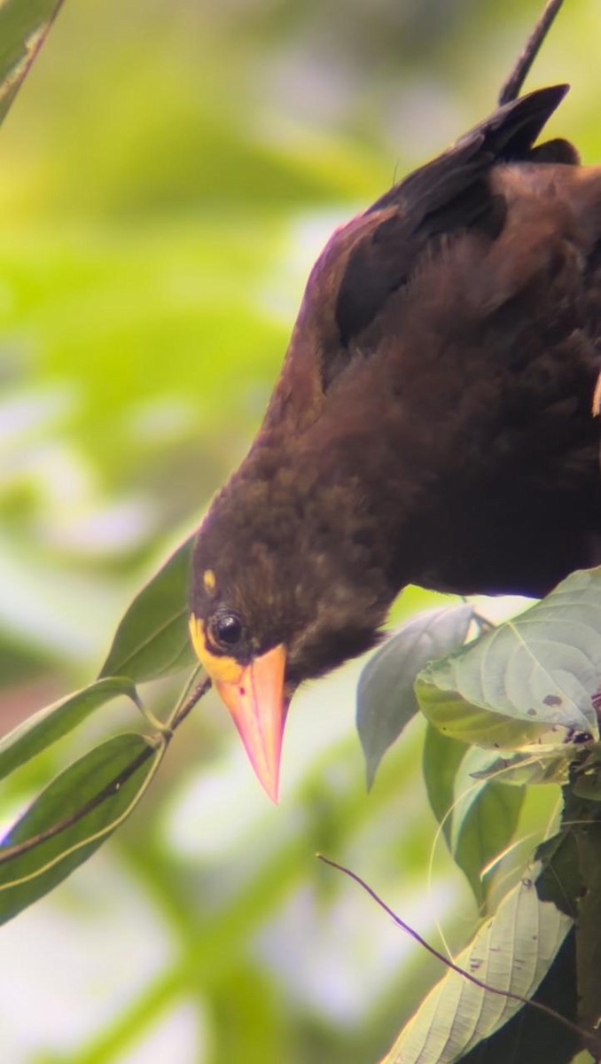 Russet-backed Oropendola - ML623654357