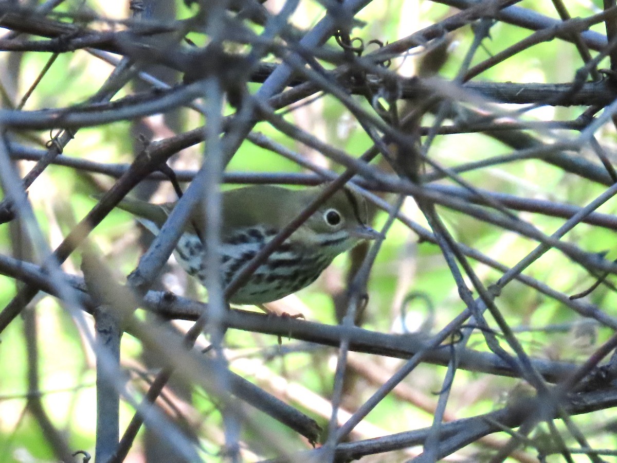 Ovenbird - Marc Lichtenberg