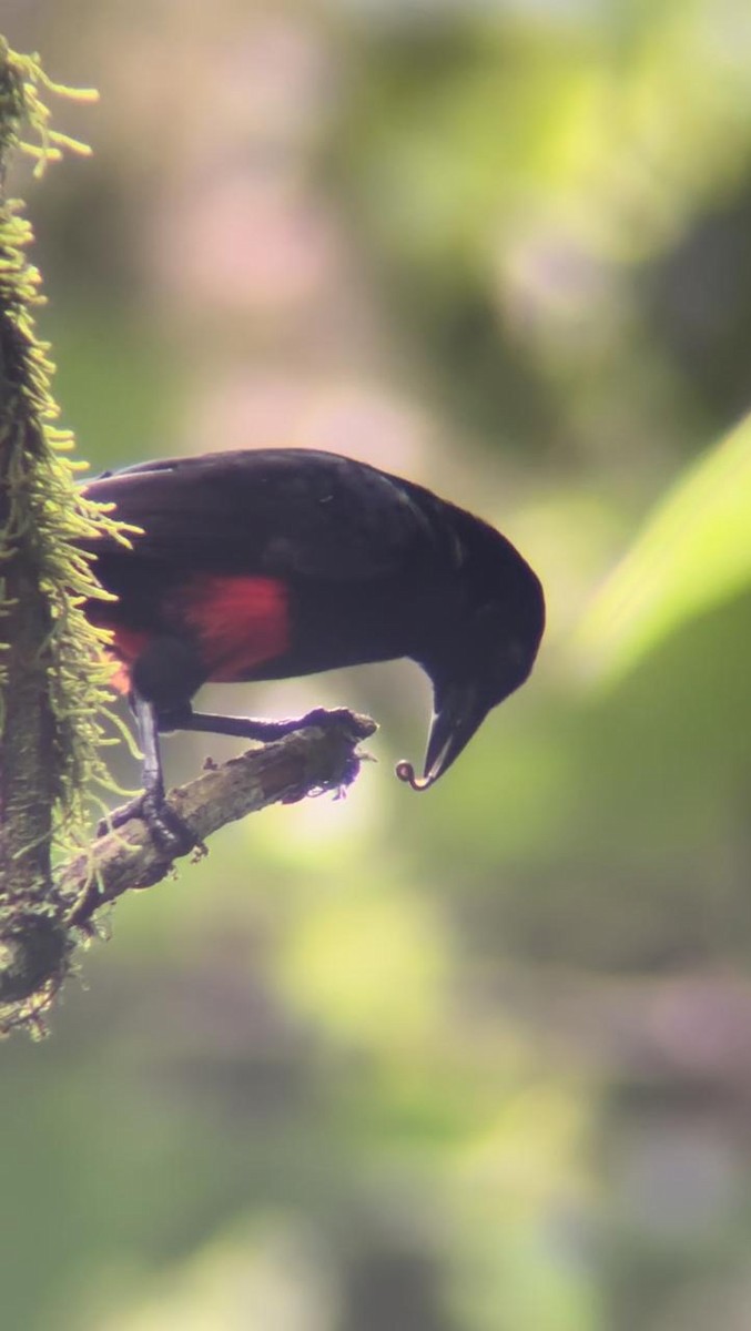 Red-bellied Grackle - Juan Fernando Giraldo Lopera