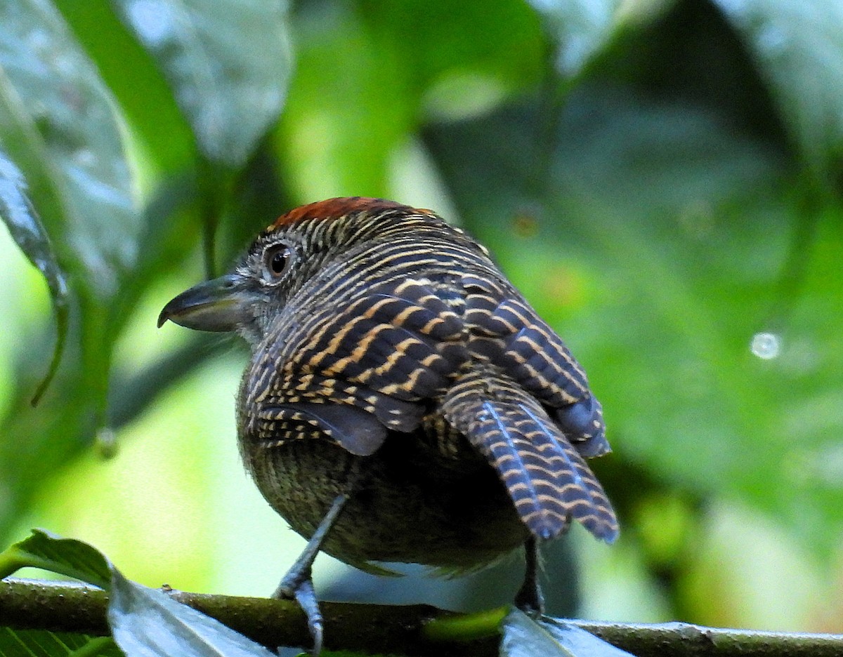 Fasciated Antshrike - ML623654448