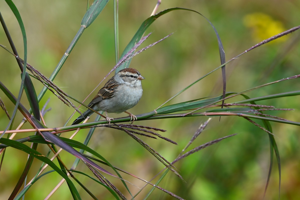 Chipping Sparrow - ML623654469