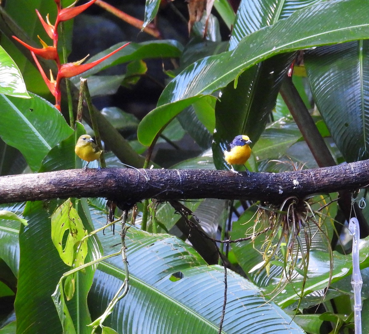 Thick-billed Euphonia - ML623654475