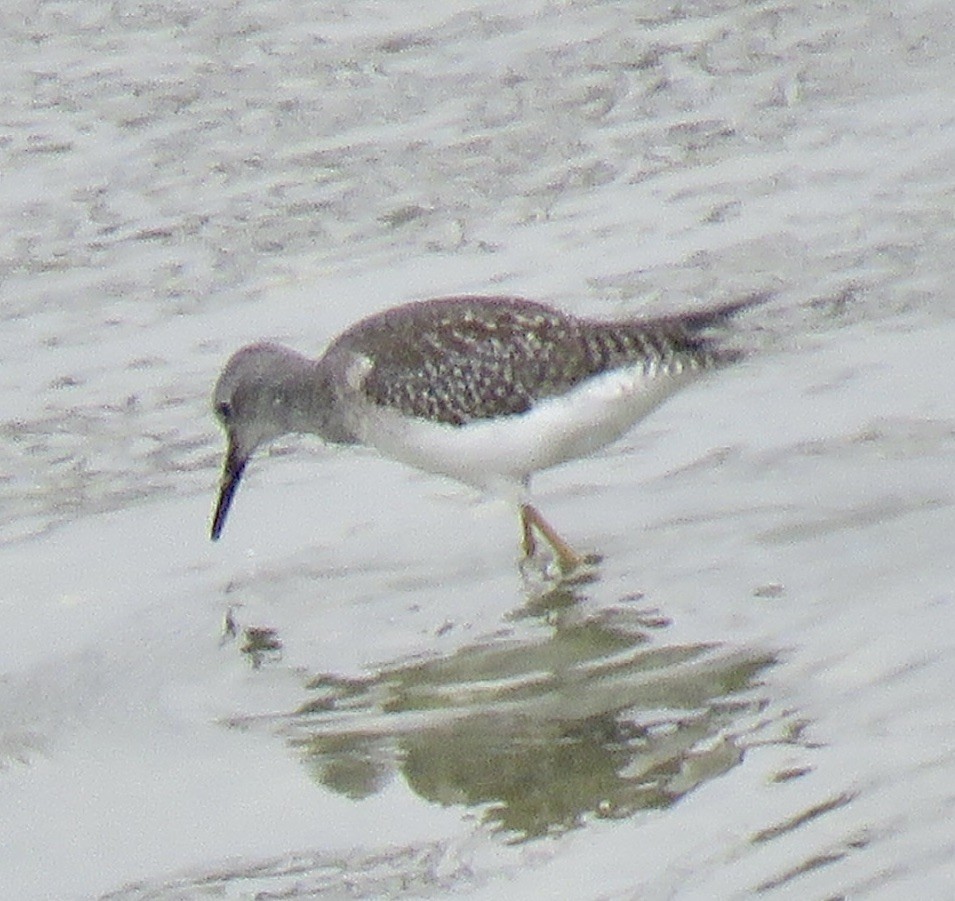 gulbeinsnipe - ML623654479