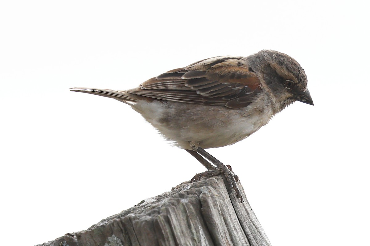 Kenya Rufous Sparrow - ML623654482