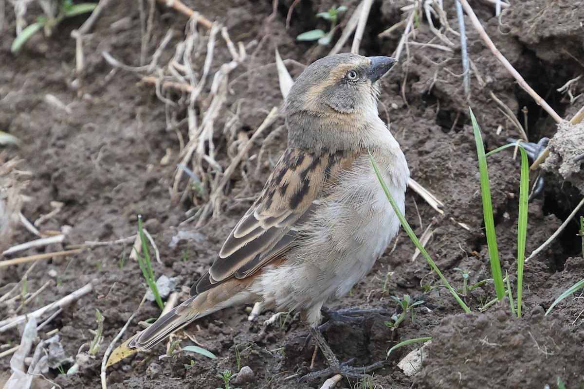 Kenya Rufous Sparrow - ML623654486