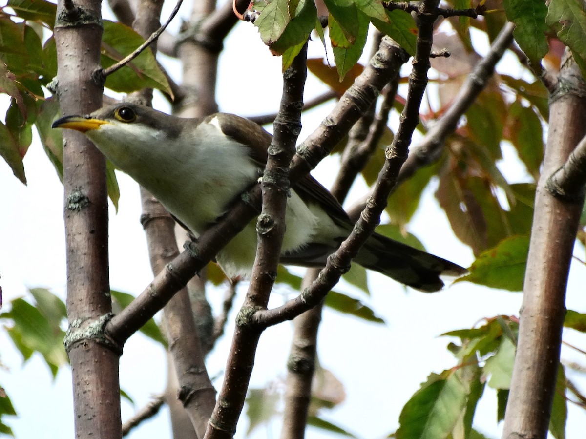 Yellow-billed Cuckoo - ML623654489