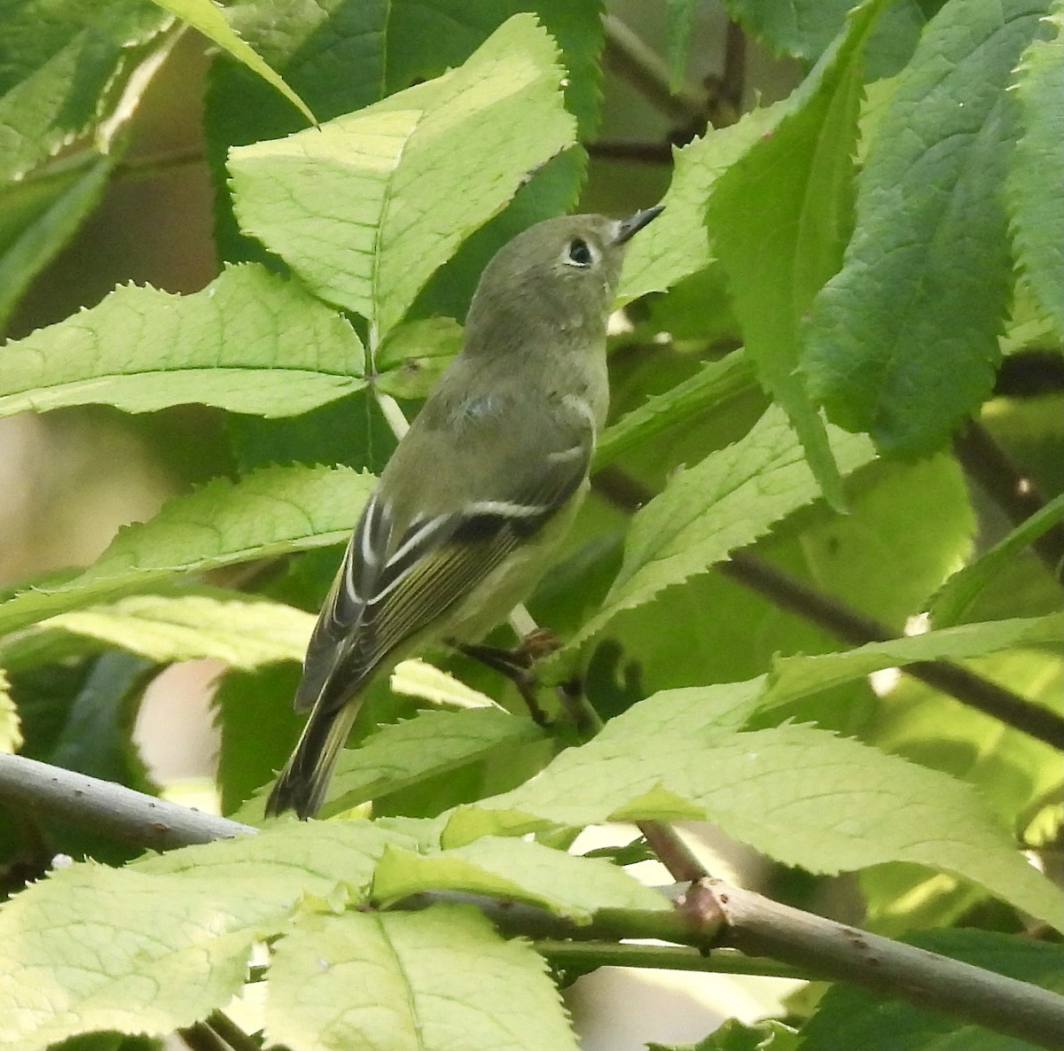 Ruby-crowned Kinglet - ML623654532