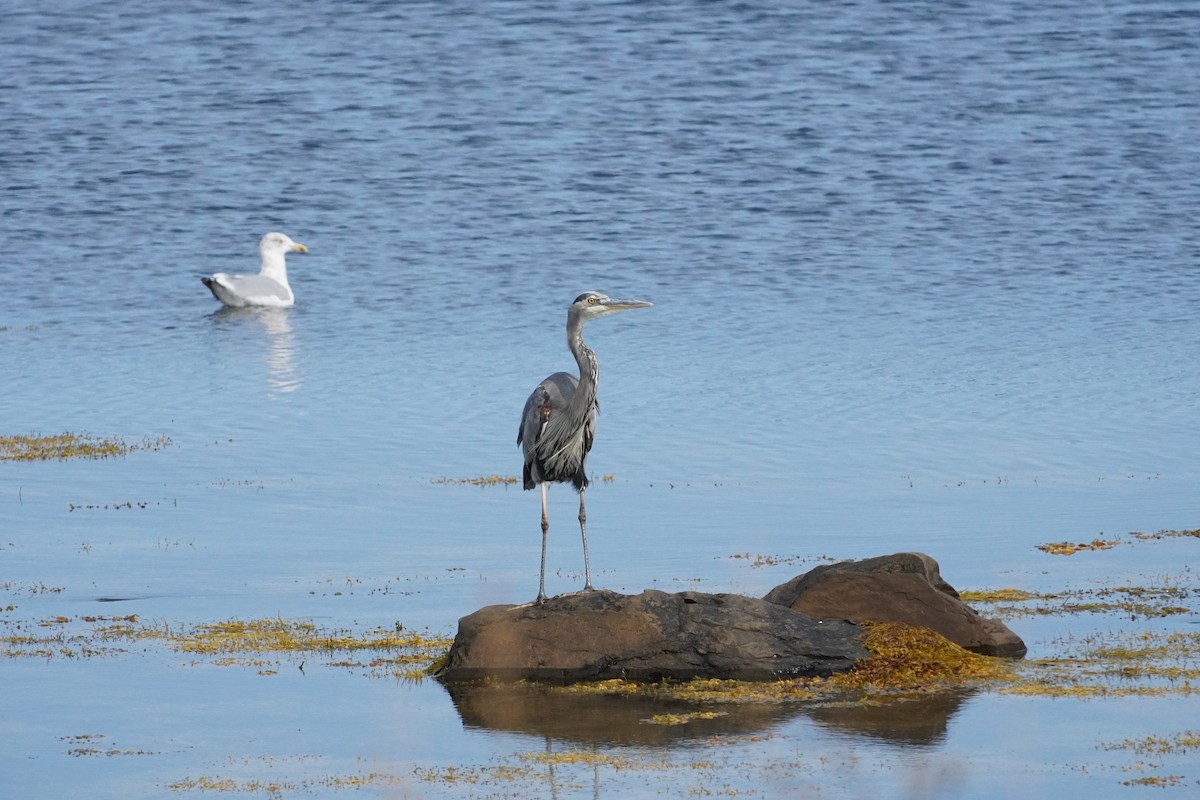 Herring Gull (American) - ML623654546