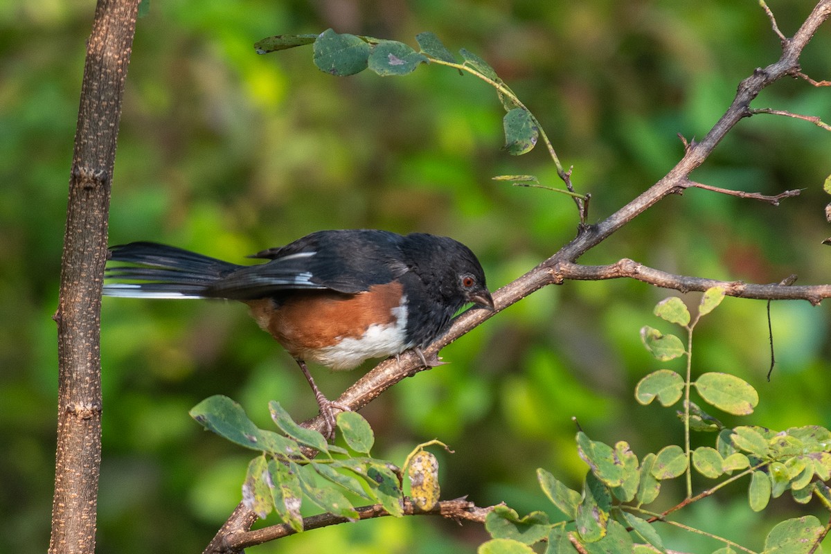 Eastern Towhee - ML623654609