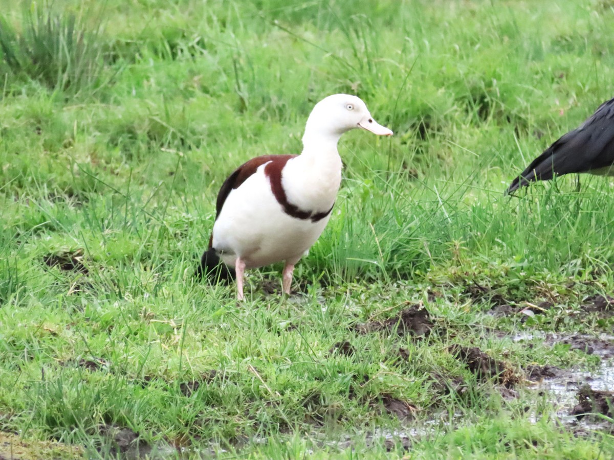 Radjah Shelduck - ML623654610