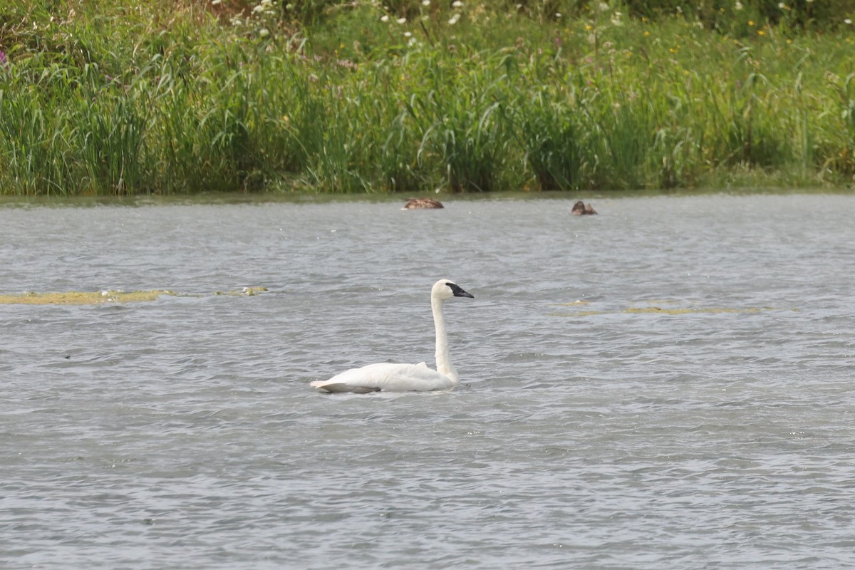 Trumpeter Swan - ML623654616