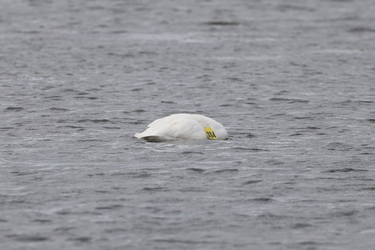 Trumpeter Swan - ML623654617