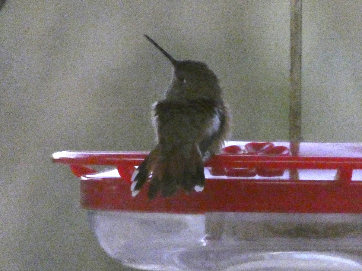 Rufous Hummingbird - ML623654668